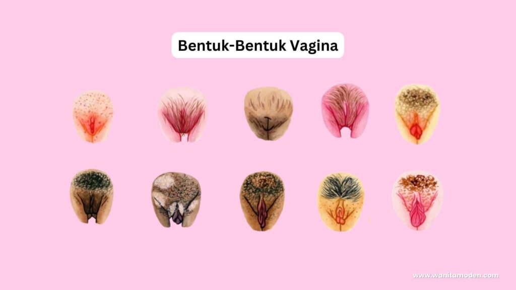 jenis dan bentuk vagina